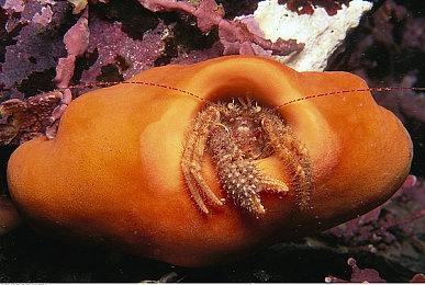 8人对战《DeathSprint 66》今年9月发售 支持中文