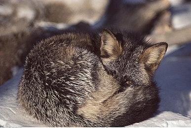 《暗黑4》总监：这是我们讲过的最黑暗的故事